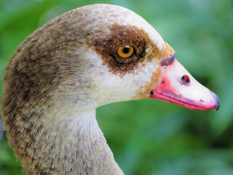 duck head close u