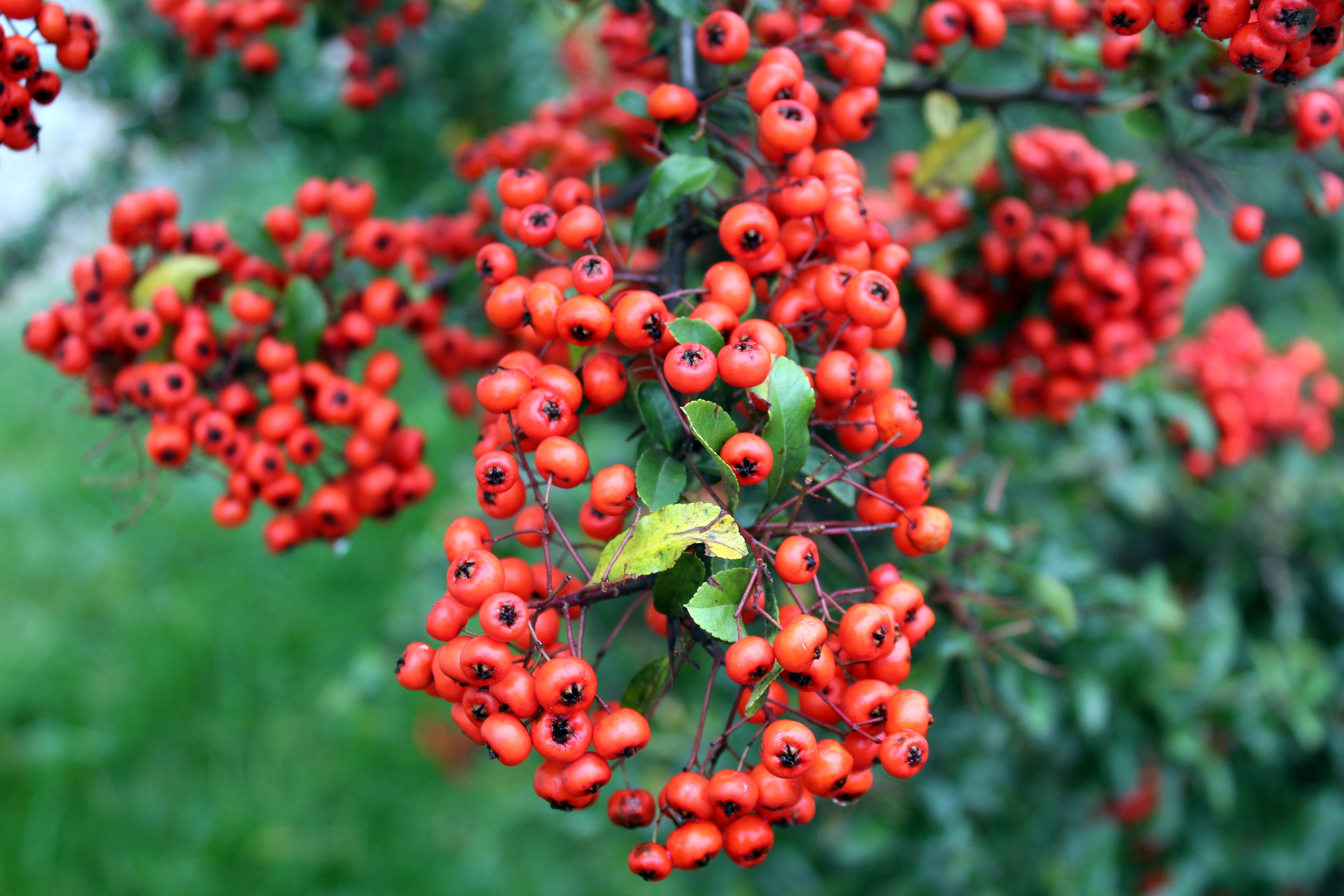 Redhead Bush Pics