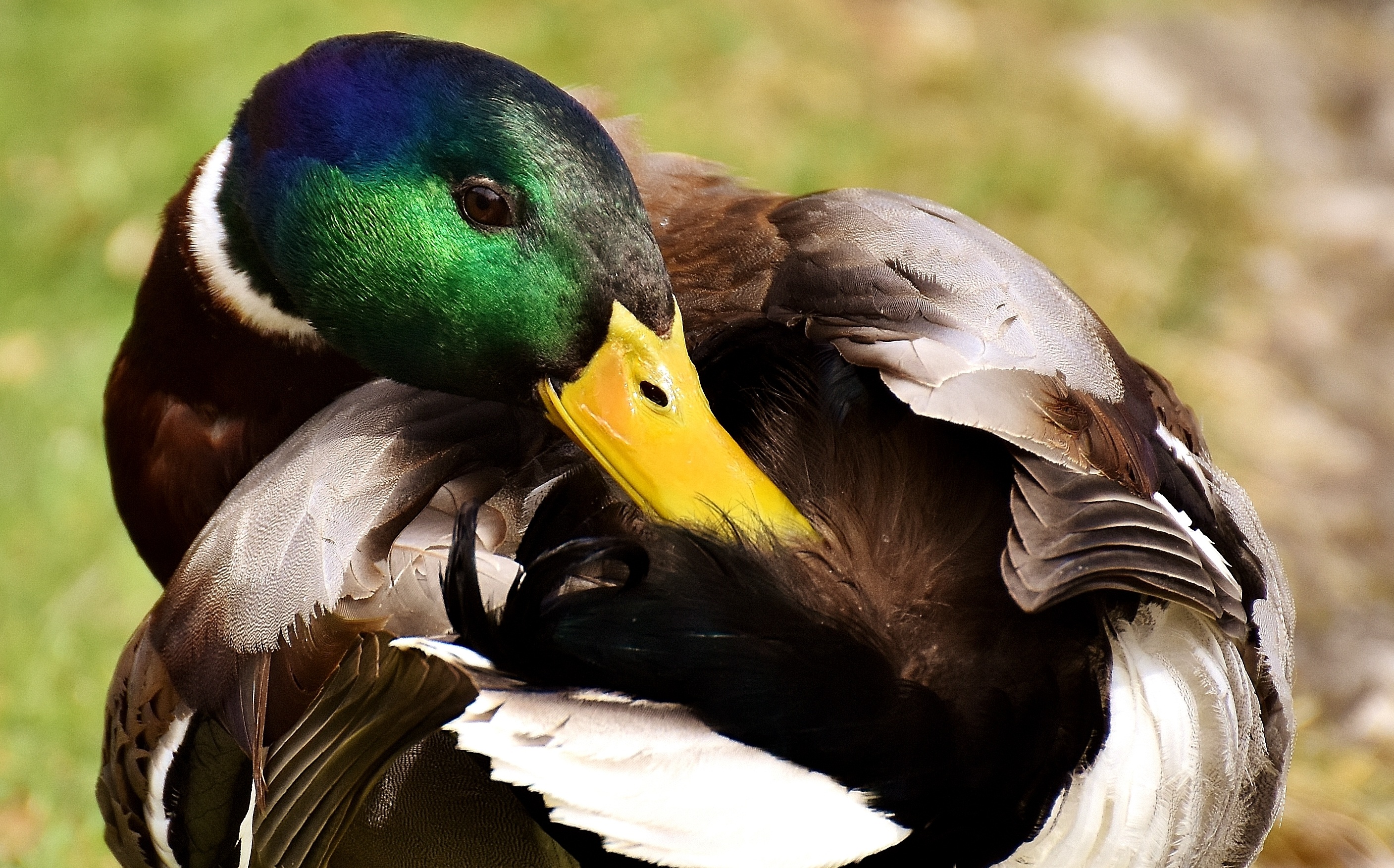 Mallard Drake bird free image download