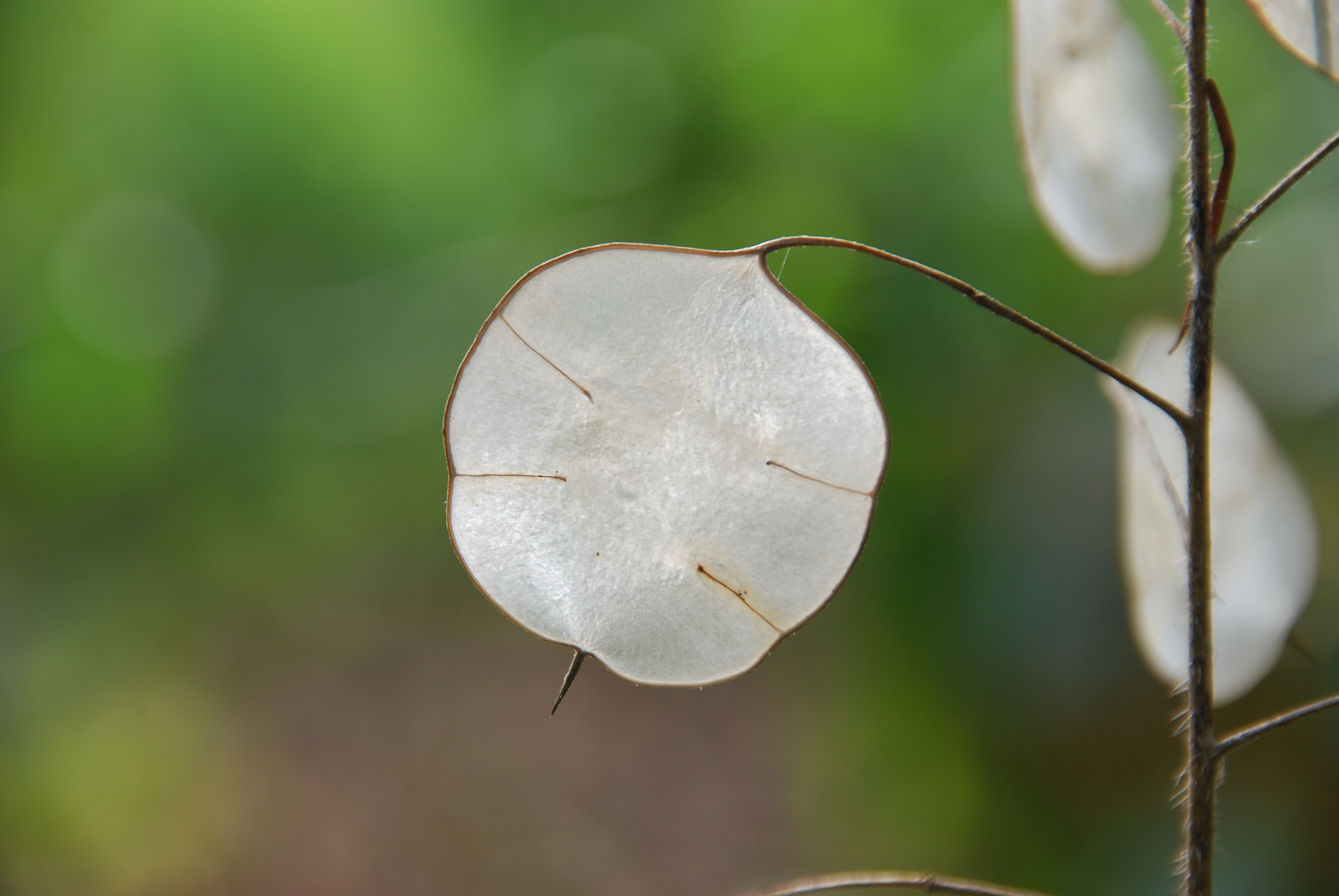 Honesty Plant Flora free image download