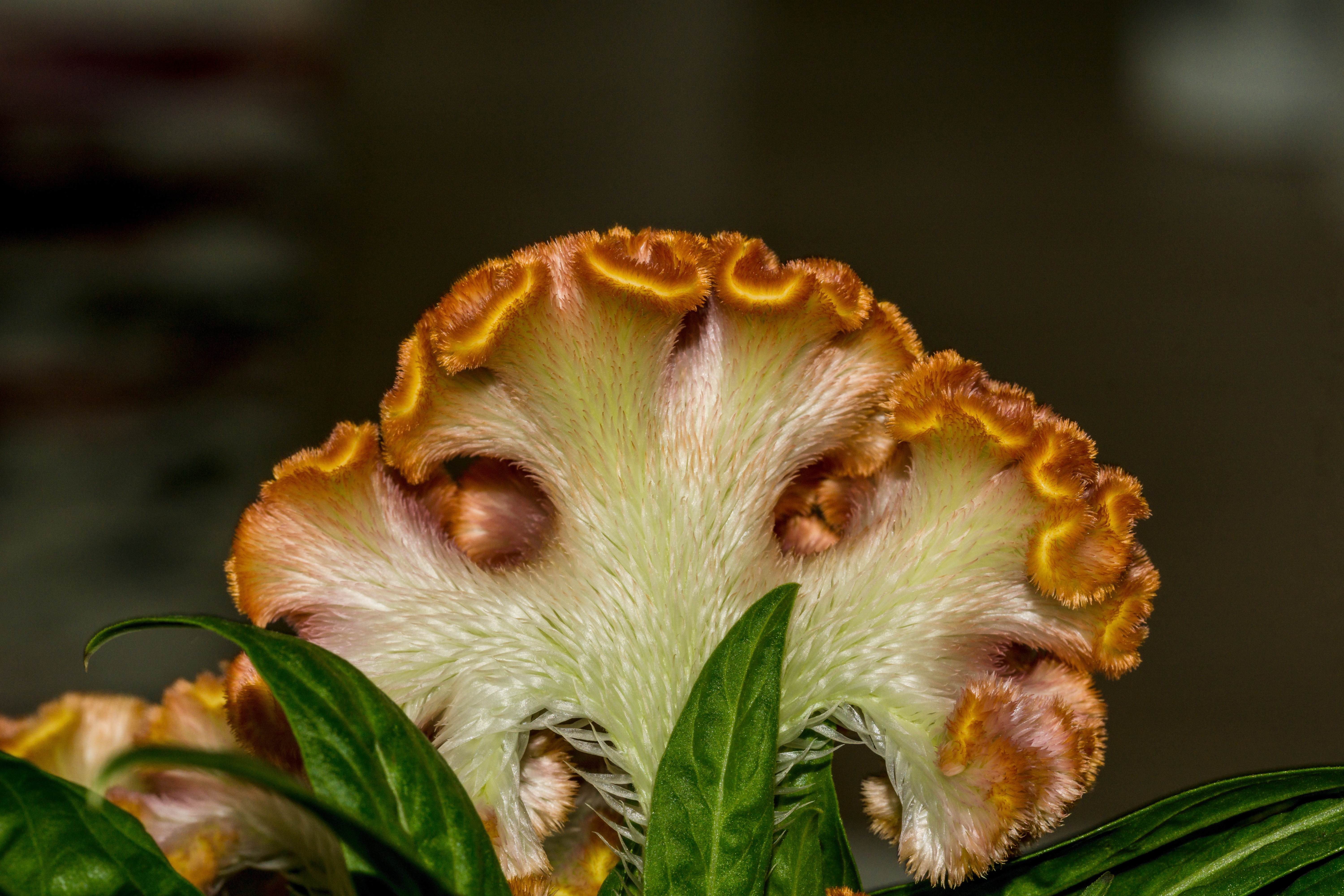 Cockscomb Celosia Cristata Plant free image download