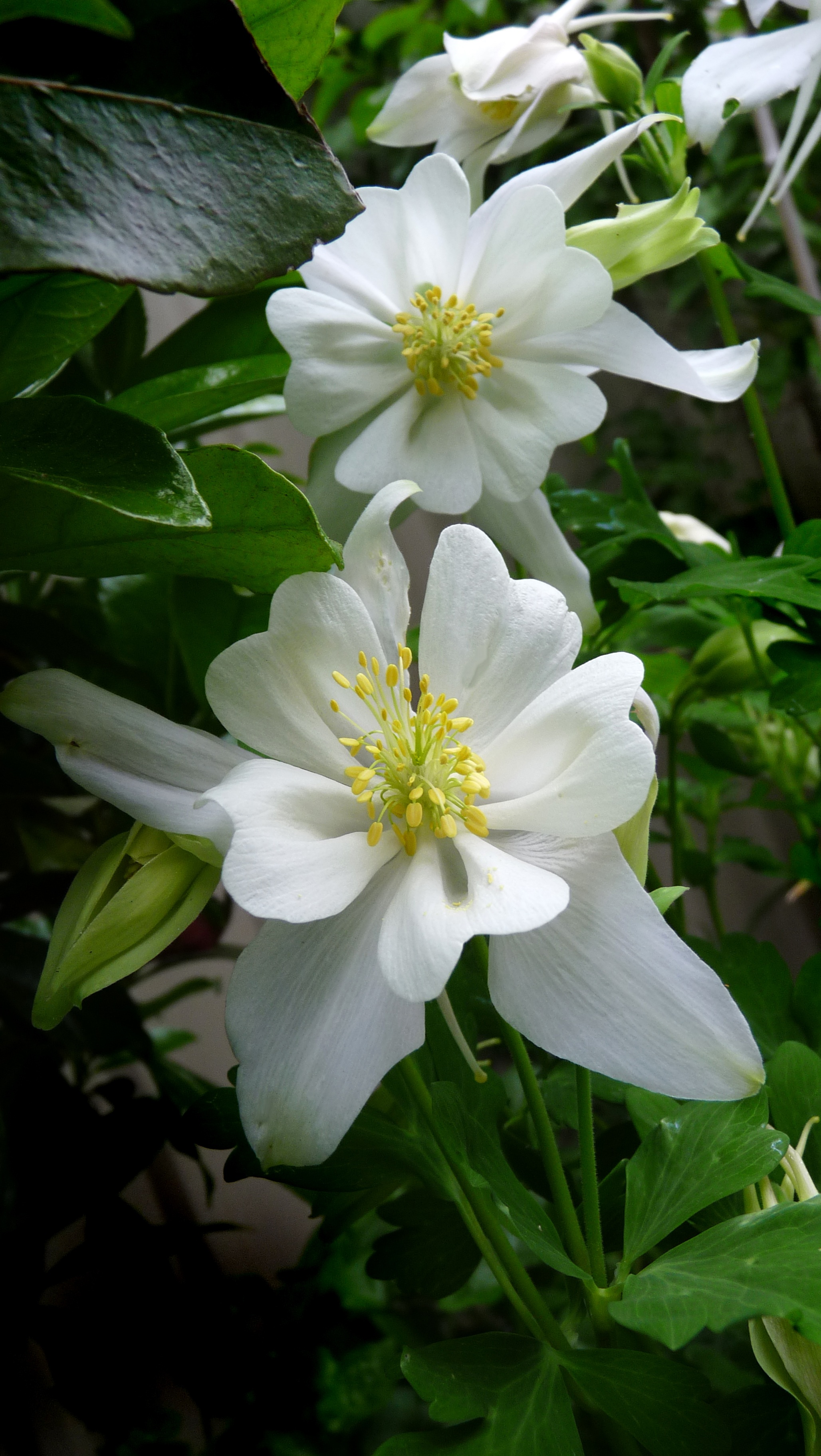 White Flowers Spring free image download