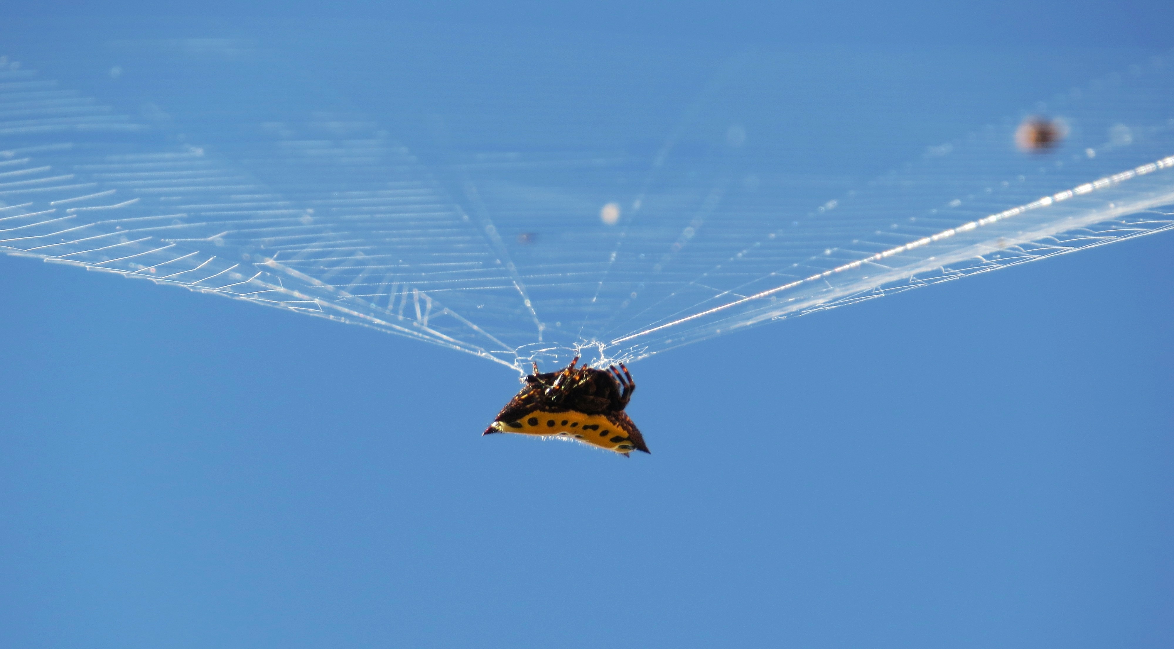 Nature Insects Spider free image download