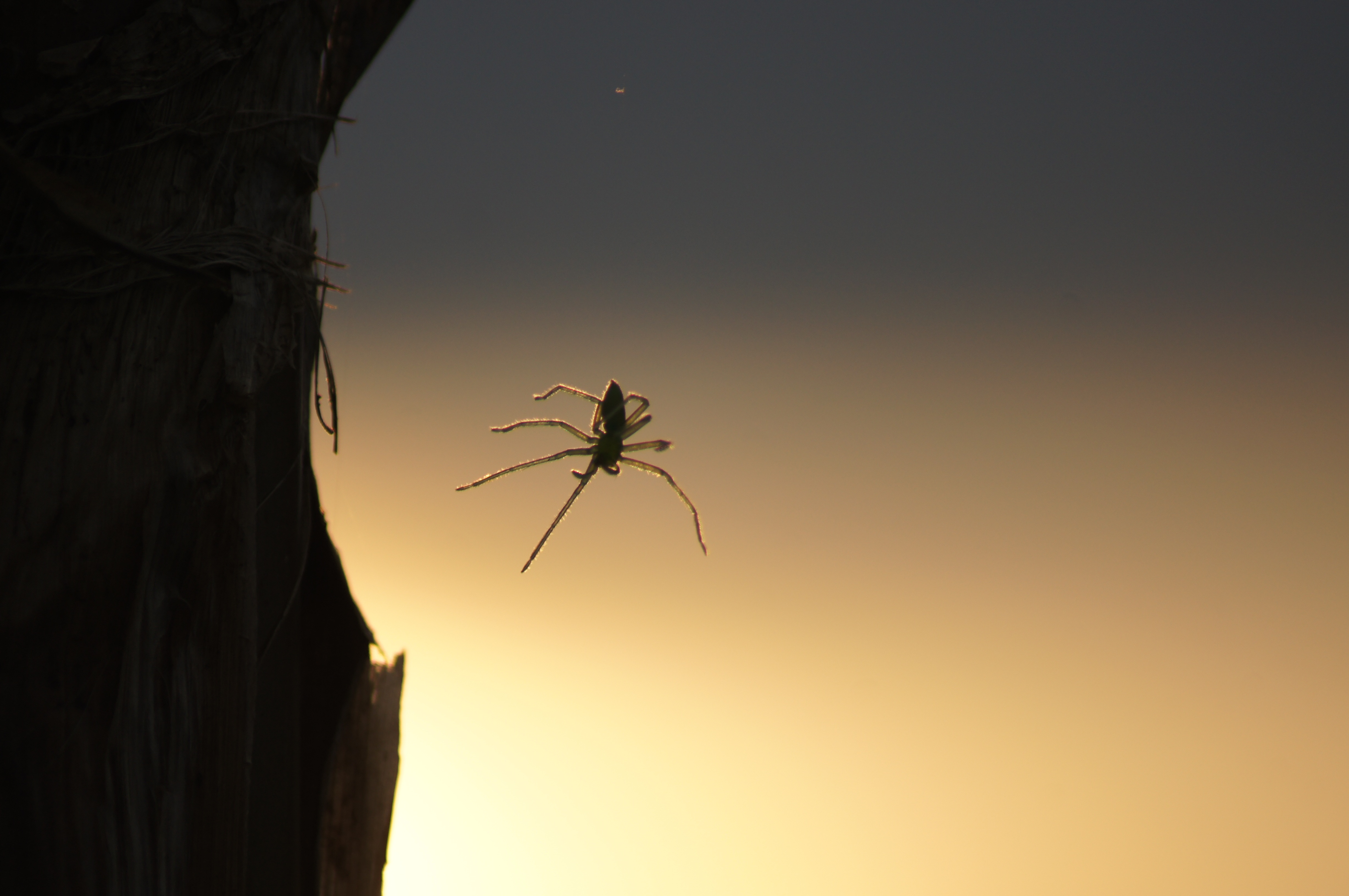 Nature Insects Spider free image download