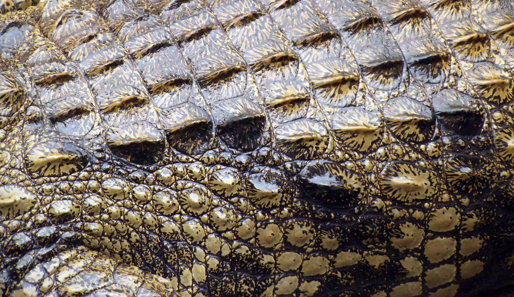 Бриллиантовый крокодил
