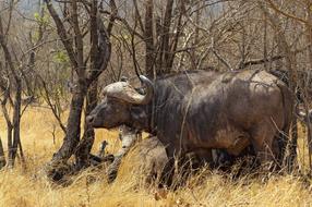 Cape Buffalo Savannah Africa
