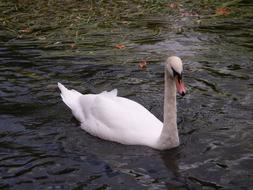 Swan Bird