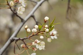 white flowers with a branch spring