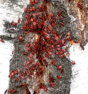Firebug Pospolna Insects on tree