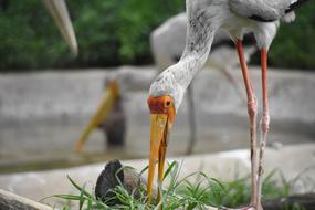 Herbivorous Birds Animal The Tip