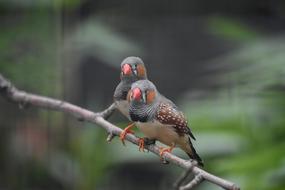 Two Parrot Birds