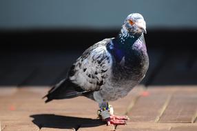 Pigeon Bird