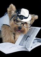 Pet Reading