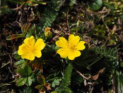 pretty flowers in the grass