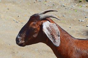 profile of a brown goat with horns