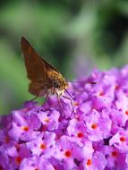 Butterfly Insect Nature