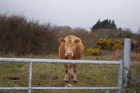 Cow Wildlife Animal