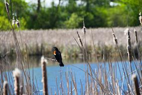 Bird Pond Water