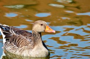 Wild Goose Bird Water
