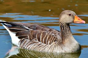 Wild Goose Bird Water