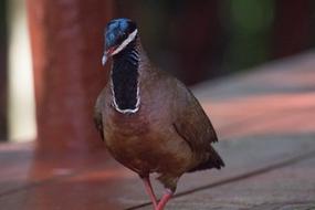 Cuba Pigeon Bird Blue-Headed