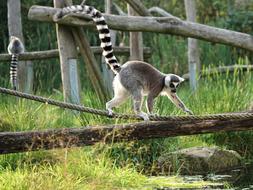 Ring Tailed Lemur Madagascar