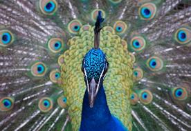 Peacock Peacocks Bird