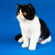 Beautiful and cute, fluffy, white and black kitten, at blue background