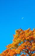 blue sky with an autumn tree