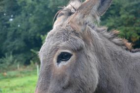 portrait of Donkey Eye