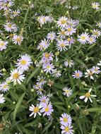 a beautiful field of daisies in the grass