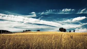 a field of wheat and wheatgrass and trees