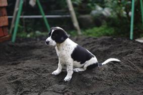 Dog Beagle Puppy