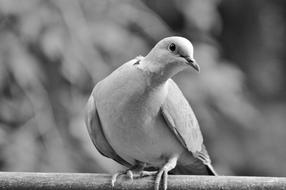 Dove Collared Bird City