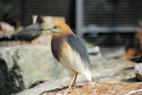 Water Bird Seevogel