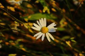 Daisy The Background Village