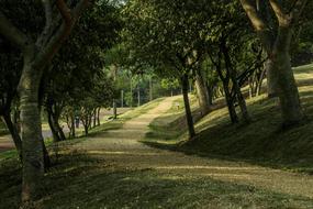 Park Trees Nature