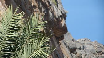 palm tree on a rock background