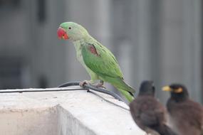 Parakeet Indian Parrot