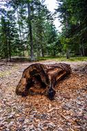 an old log in the woods