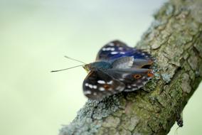 Butterfly Tree Branch