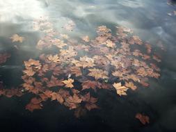 Water Pond Leaves