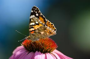 Butterfly Animal Macro