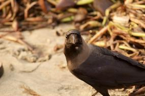 black crow by the road