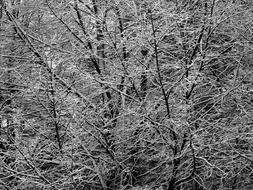 Tree Ice Cold