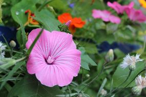 little flowers in the grass