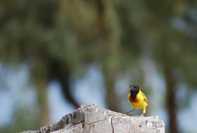 Bird Senegal Saint