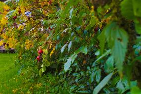 grape trees in the garden