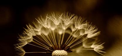 Dandelion Seeds Drip texture