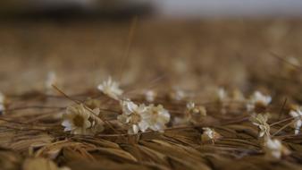 Flower Carpet